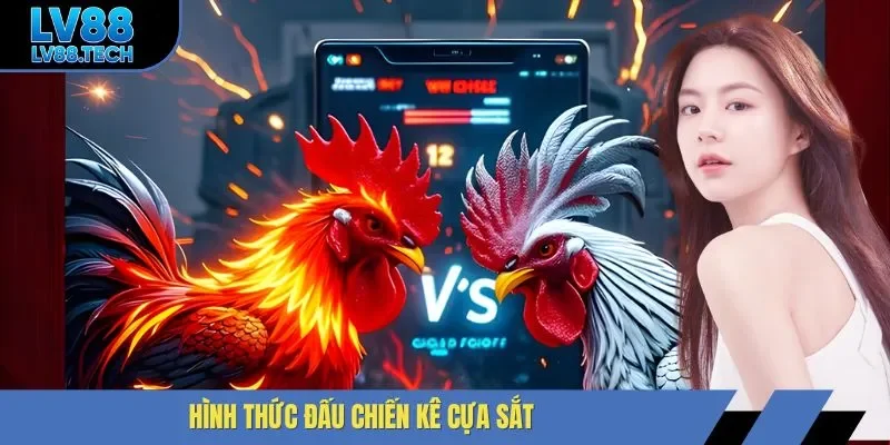 Hình thức đấu chiến kê cựa sắt